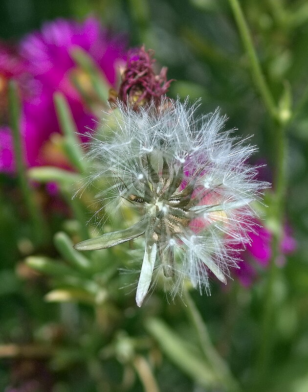 Одуванчик - Sergey Grim Одуванчик - Sergey Grim