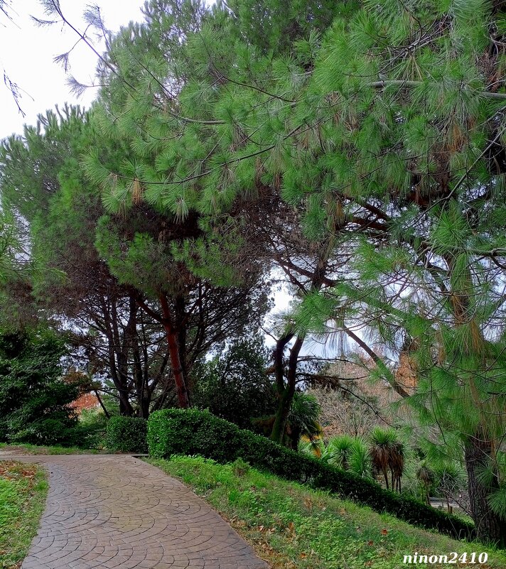 Адлер. Дендропарк "Южные культуры" - Нина Бутко Адлер. Дендропарк "Южные культуры" - Нина Бутко