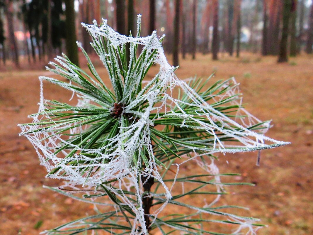 Замёрзшая паутинка - Андрей Снегерёв Замёрзшая паутинка - Андрей Снегерёв