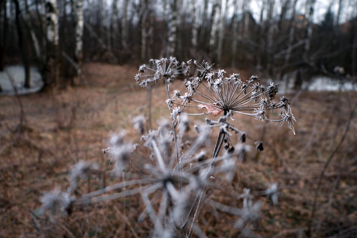 Покрылись инеем - Dar(k) Life