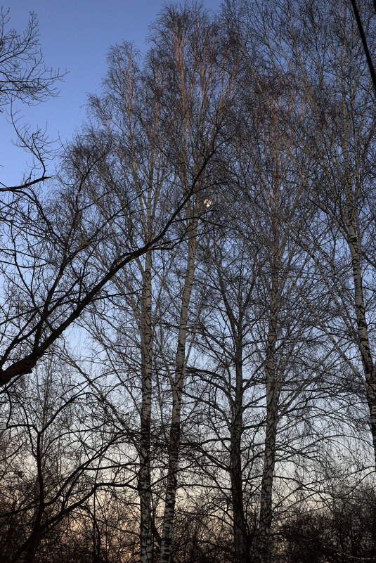 Берёзы - Александр Николаев