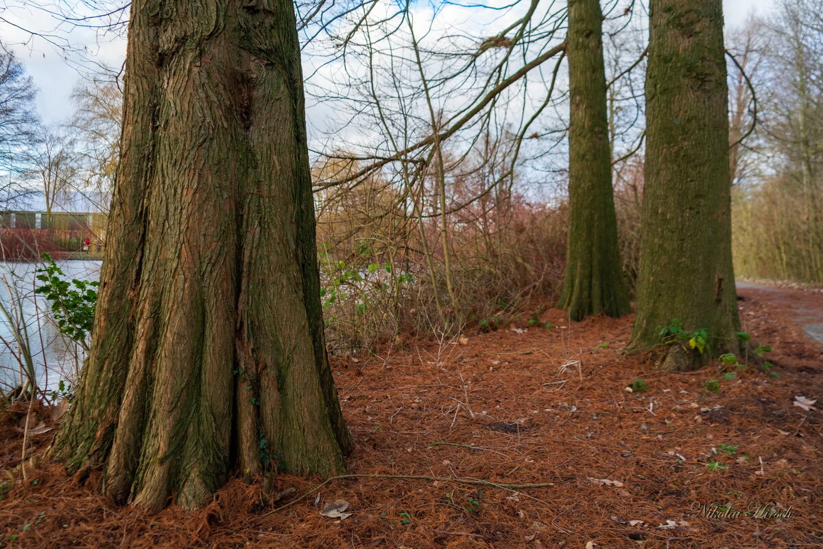 Про эвкалипт болотный... - Николай Гирш Про эвкалипт болотный... - Николай Гирш