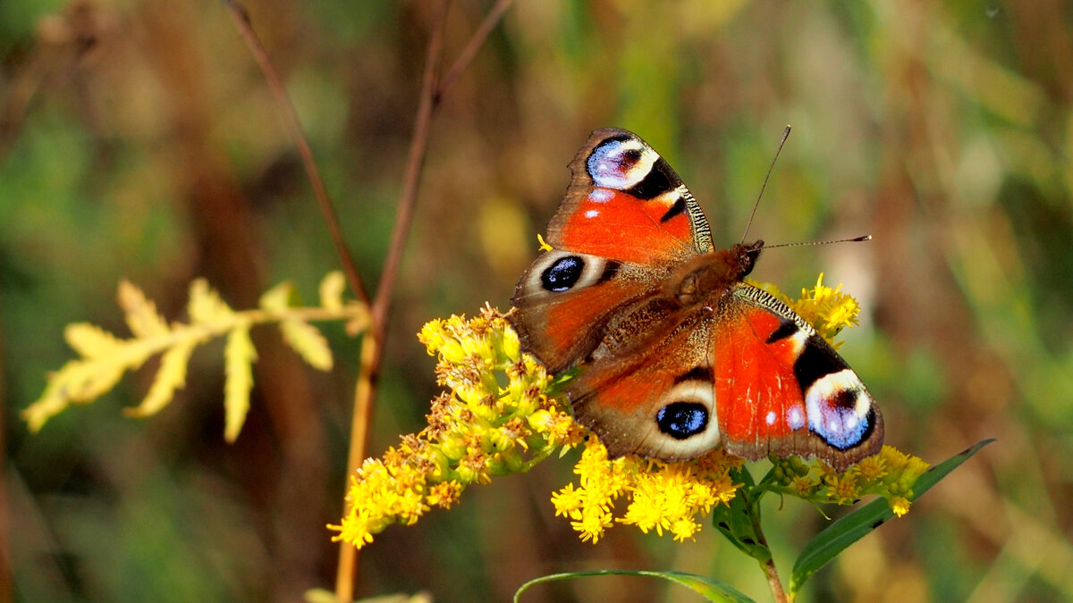 опять про бабочек 330 - Александр Прокудин