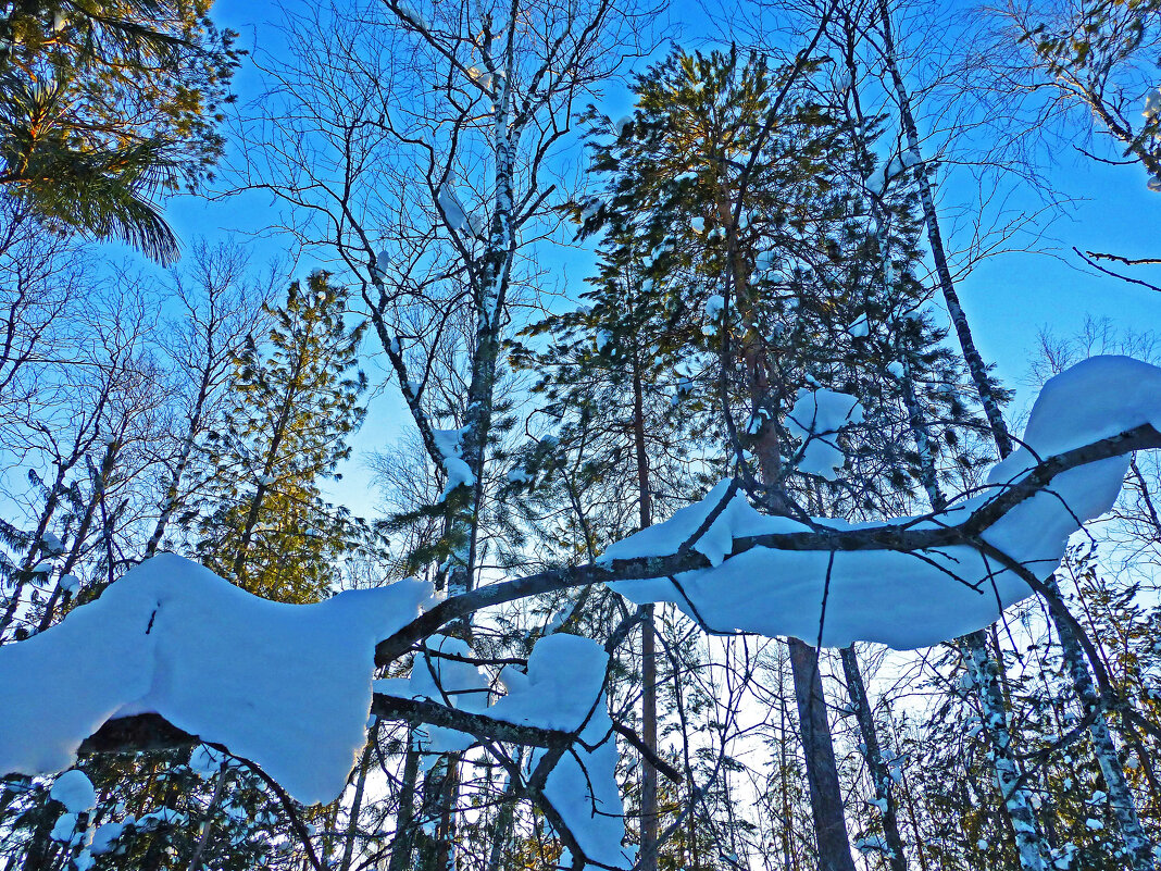 Февраль...Снежная змейка в тайге! - Владимир Февраль...Снежная змейка в тайге! - Владимир