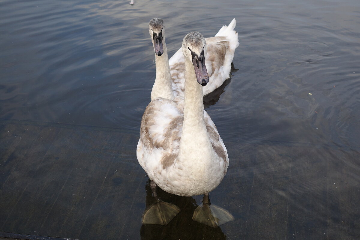 Лебединая молодежь - Рита Симонова Лебединая молодежь - Рита Симонова
