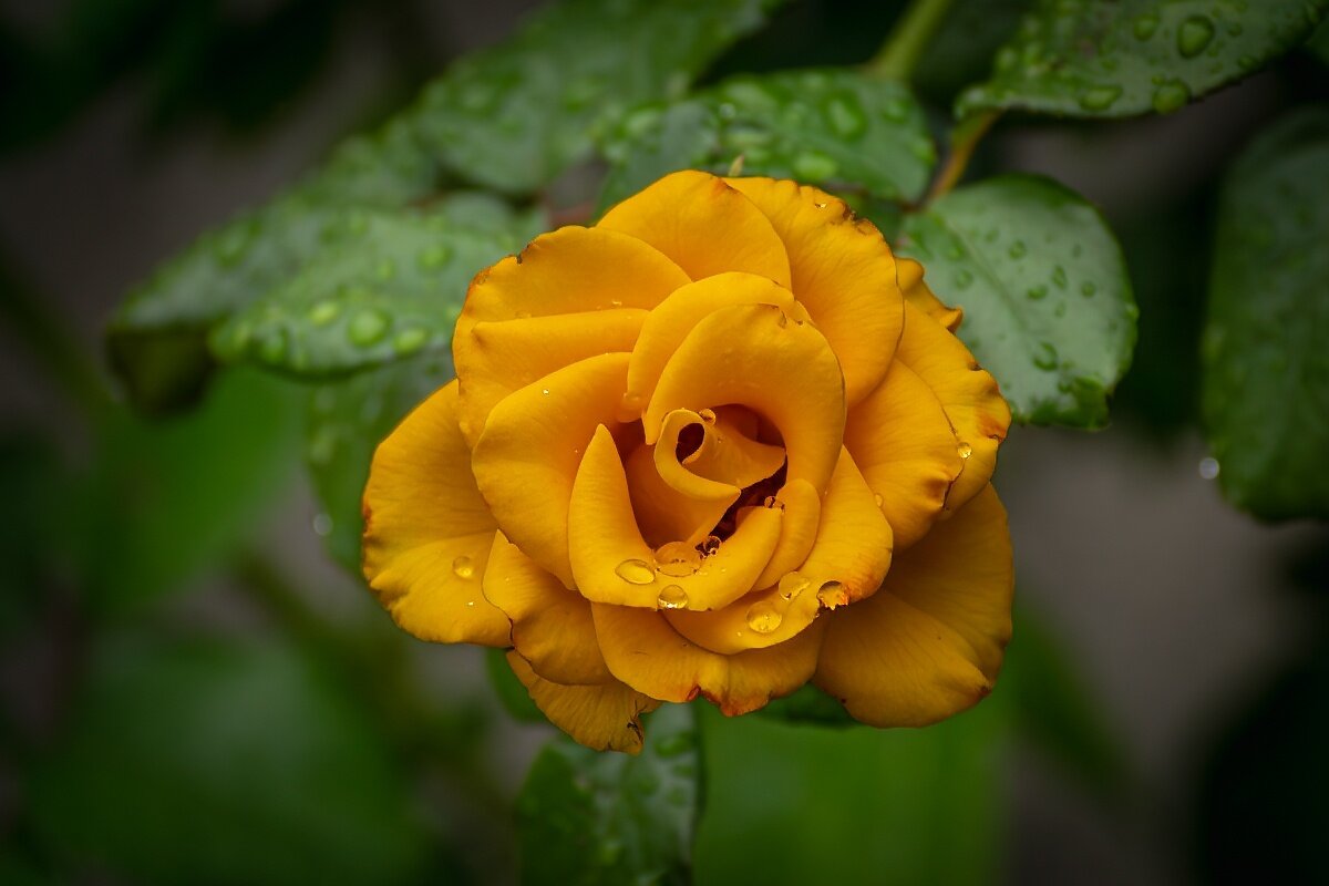 Роза - Игорь Сикорский