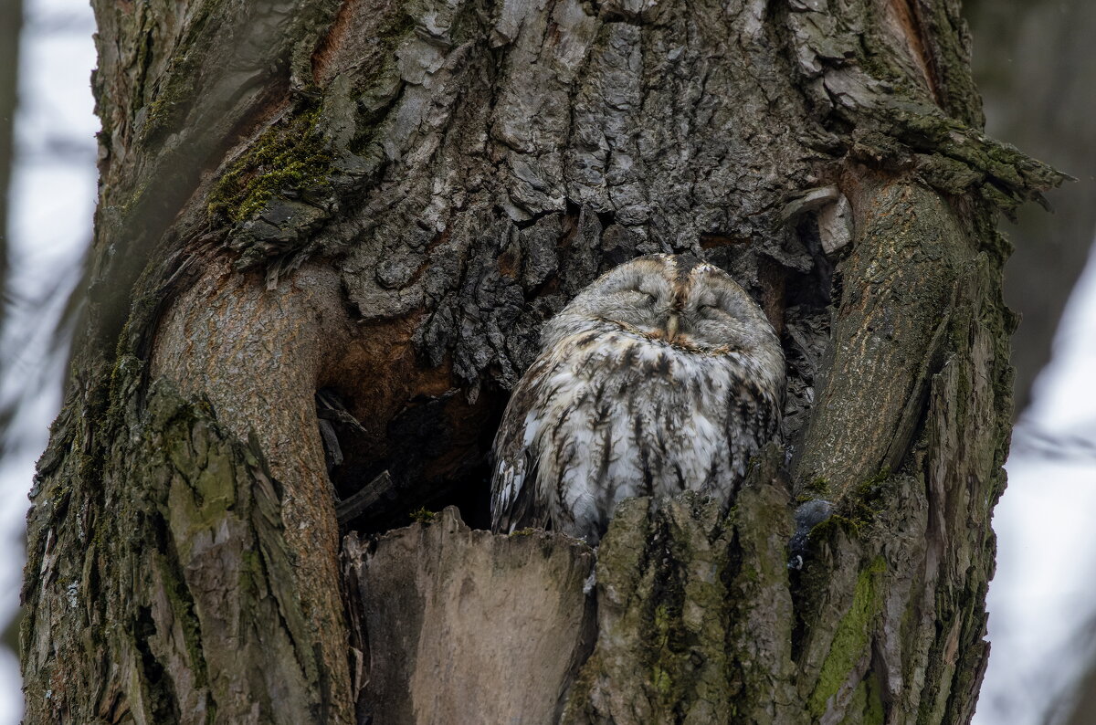 серая неясыть. - юрий макаров
