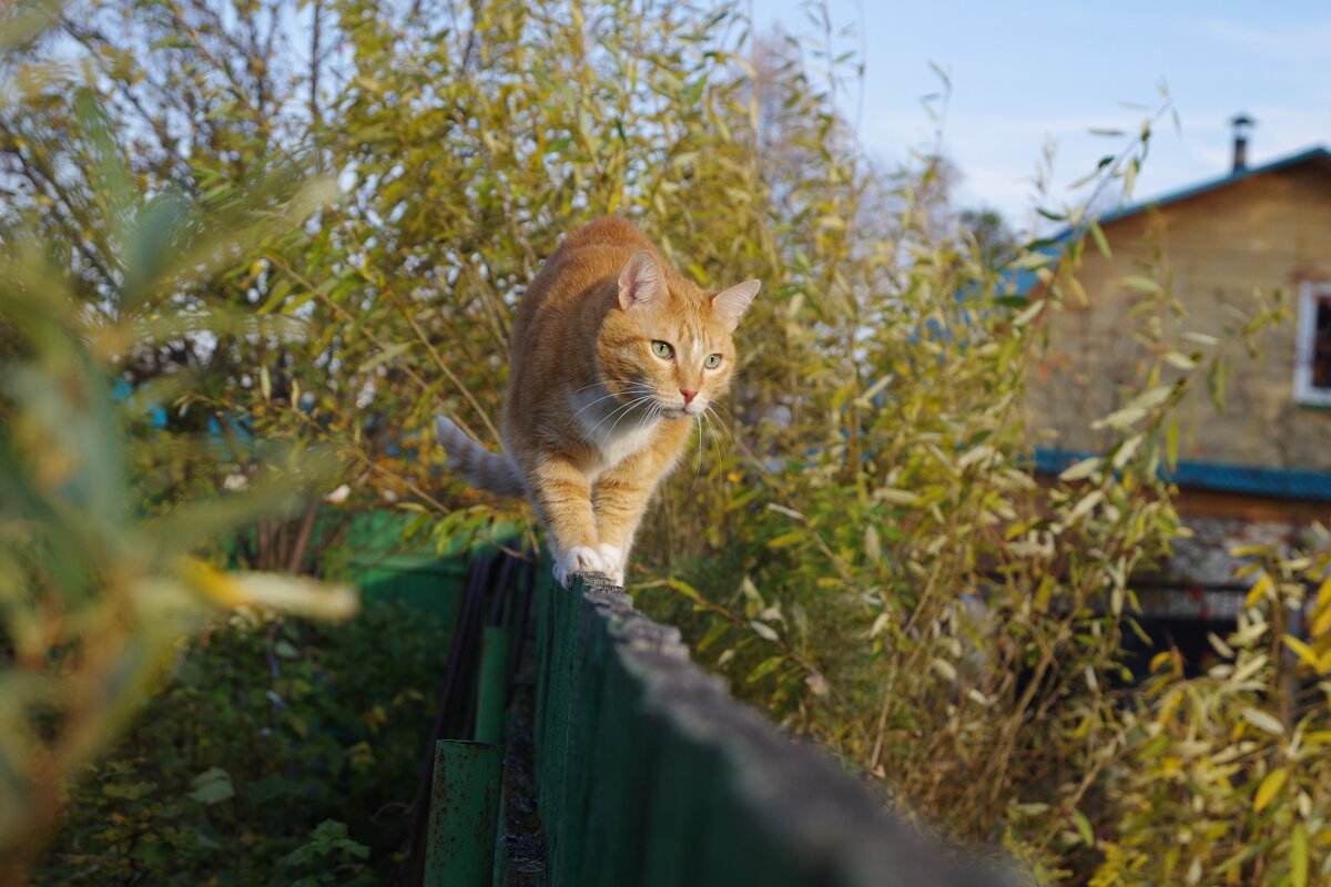 Охотник - Сергей Швечков