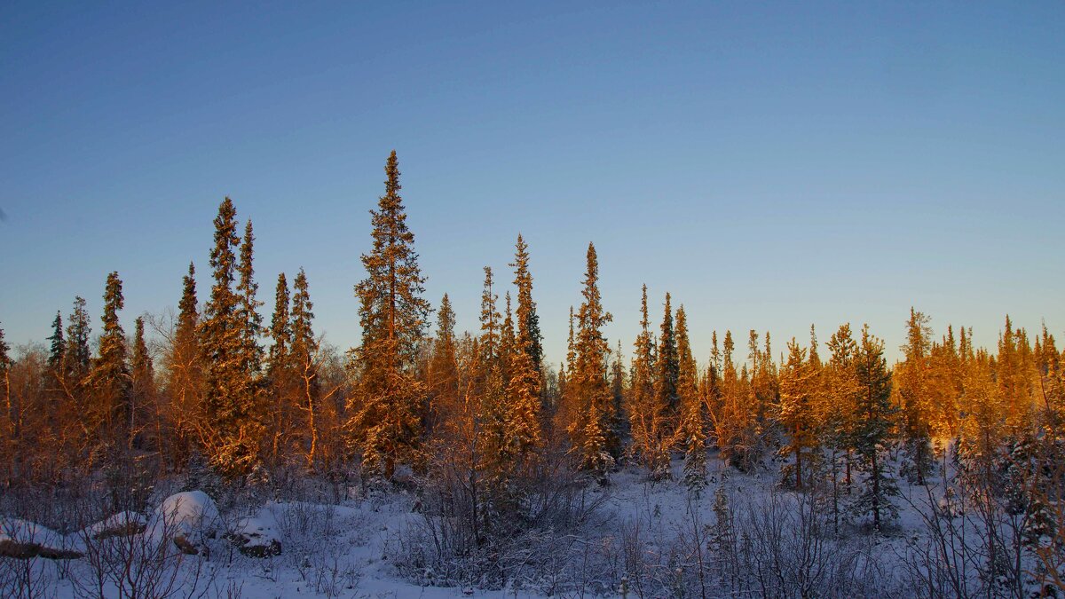 Солнечный день в лесу - Сергей Швечков Солнечный день в лесу - Сергей Швечков