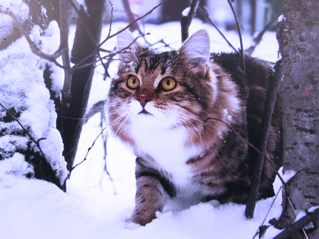 Охотник за птичками - Людмила Смородинская Охотник за птичками - Людмила Смородинская