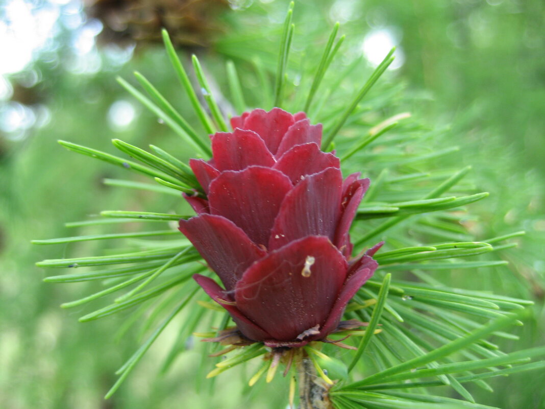 Лиственница - Anna Ivanova Лиственница - Anna Ivanova