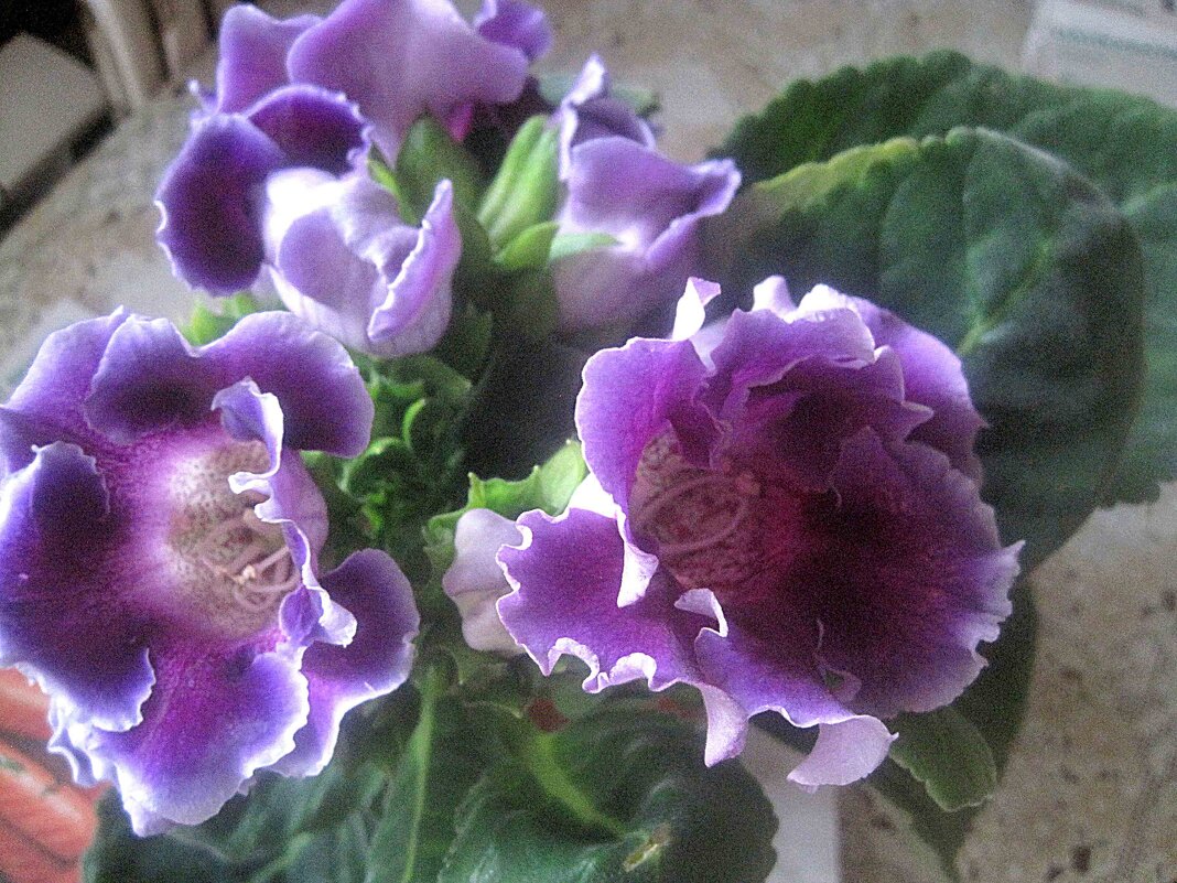 Глоксинии - Елена Семигина Глоксинии - Елена Семигина