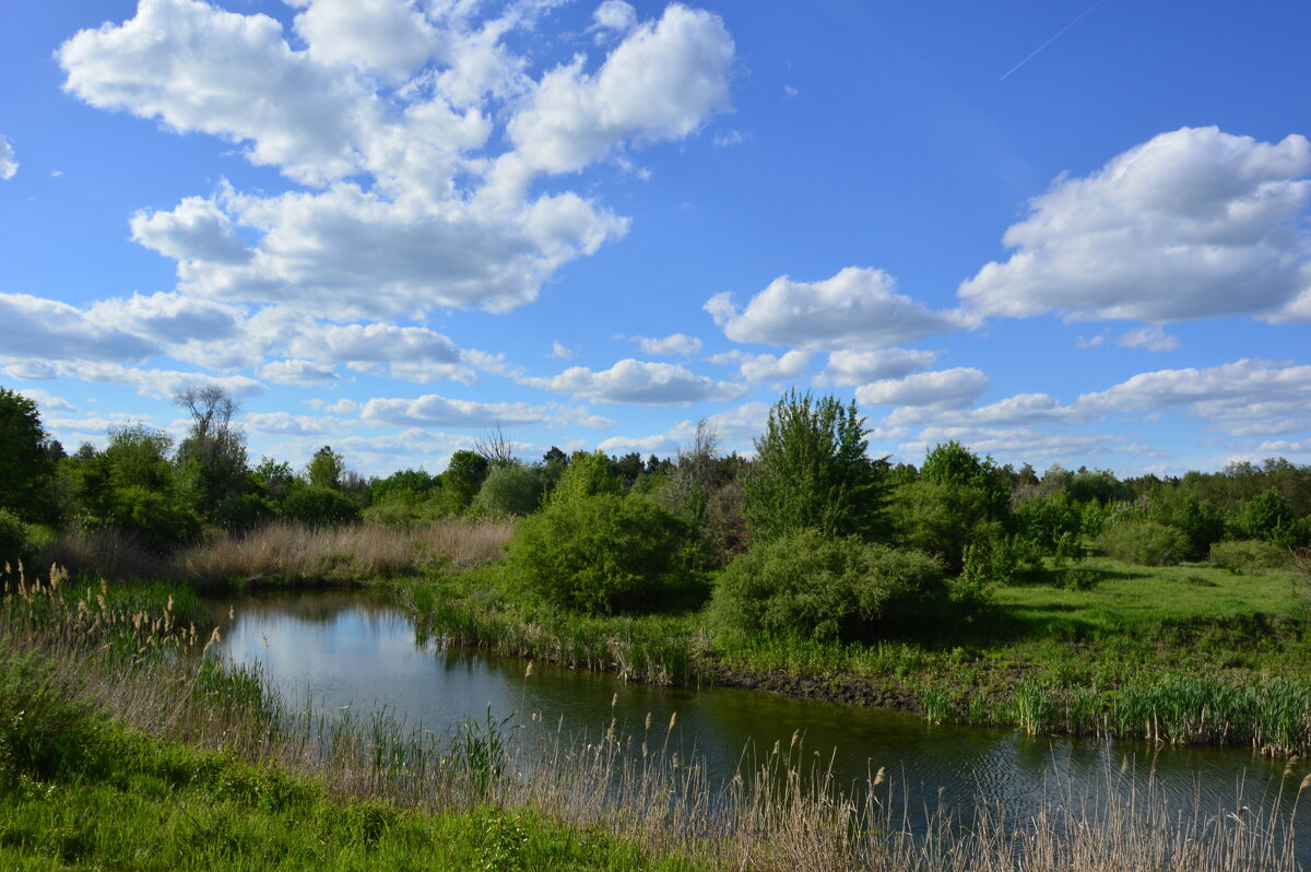 Местная река. - Виктор 