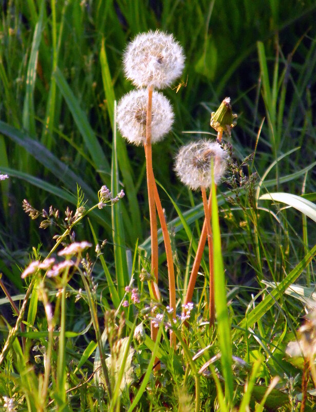 Одуванчики. - nadyasilyuk Вознюк Одуванчики. - nadyasilyuk Вознюк