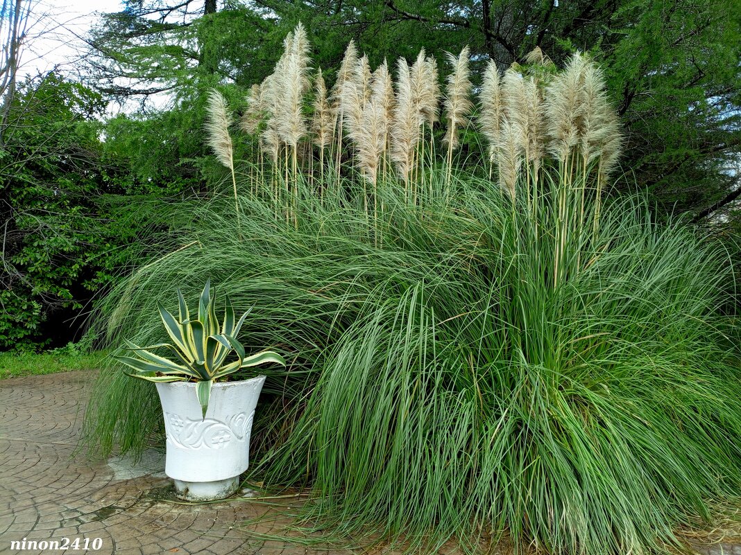 Адлер. Дендропарк "Южные культуры" - Нина Бутко