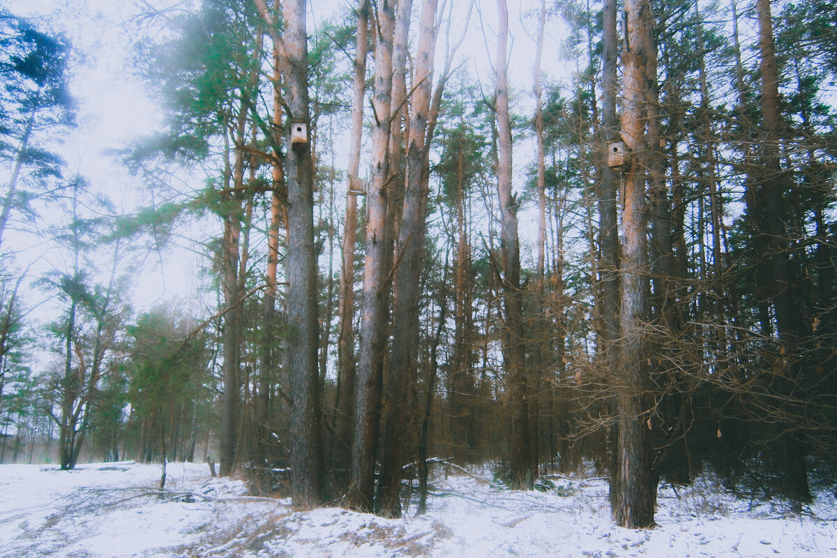В лесу Жуковского района Брянской области - Sergei Vikulov В лесу Жуковского района Брянской области - Sergei Vikulov