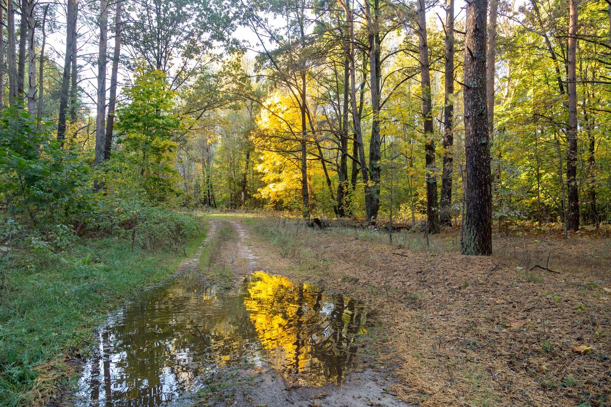 Лесная осень. - Сергей Татаринов