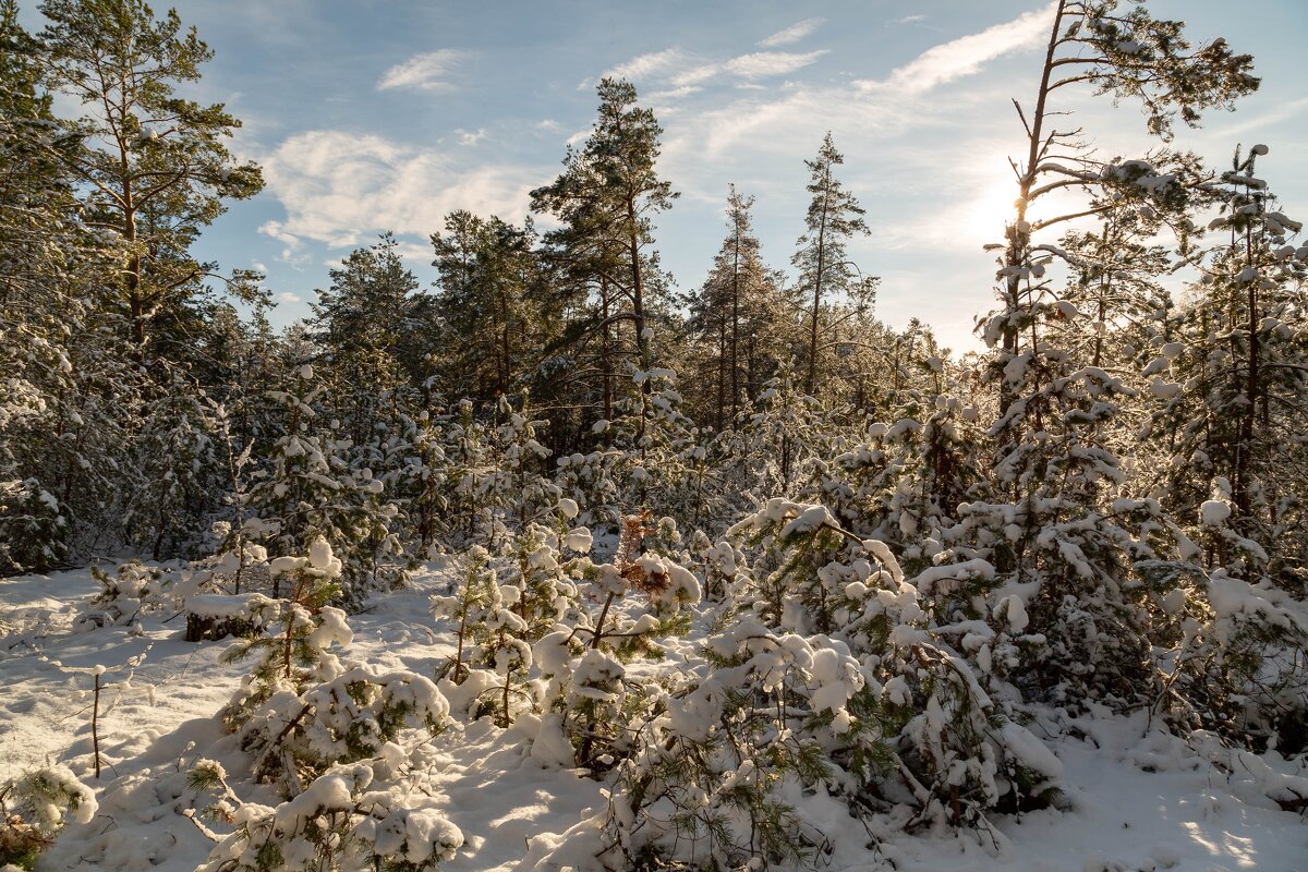 Солнечный день. - Сергей Татаринов