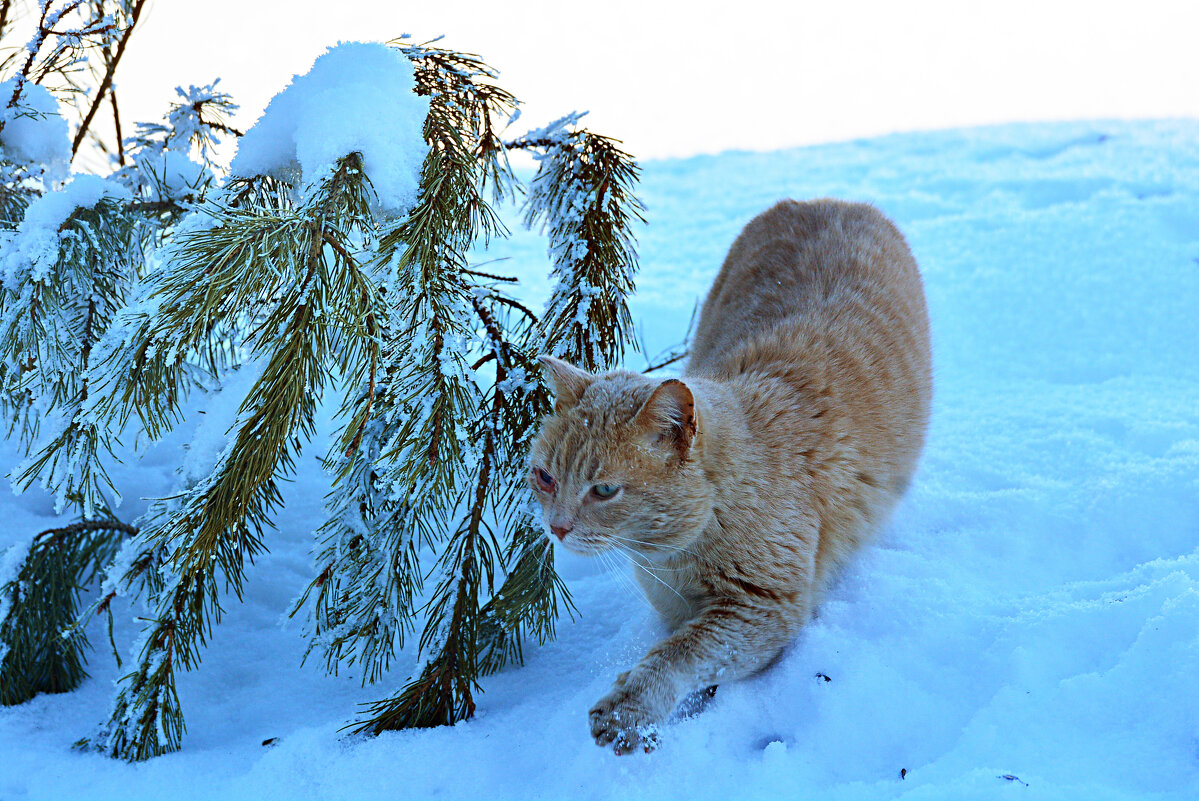 крадётся - леонид логинов крадётся - леонид логинов