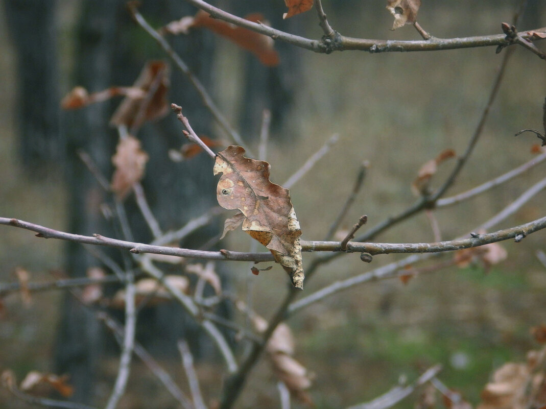 прошлогодний лист - Лера прошлогодний лист - Лера