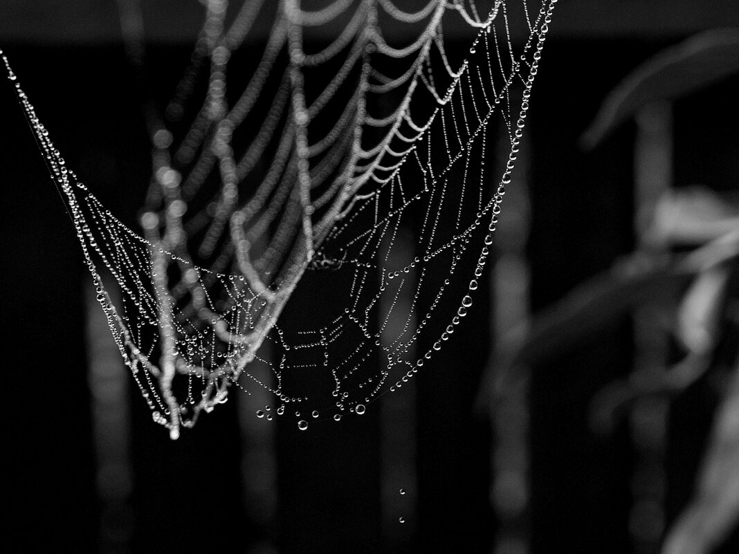 Паутинка в каплях воды - Сергей Швечков Паутинка в каплях воды - Сергей Швечков