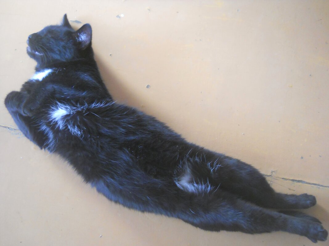 Миша - Татьяна Иваненкова