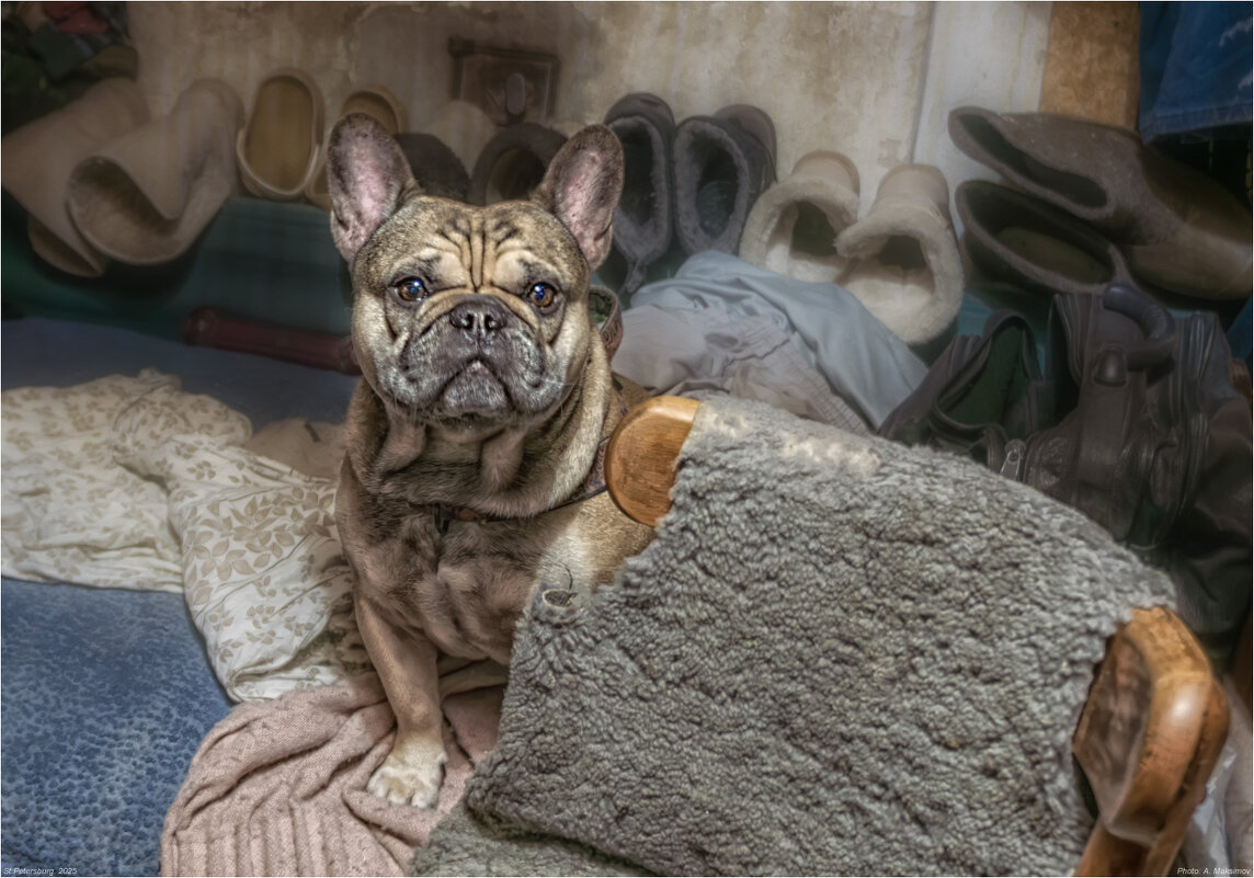 Бабушкин любимец. - Александр Максимов Бабушкин любимец. - Александр Максимов