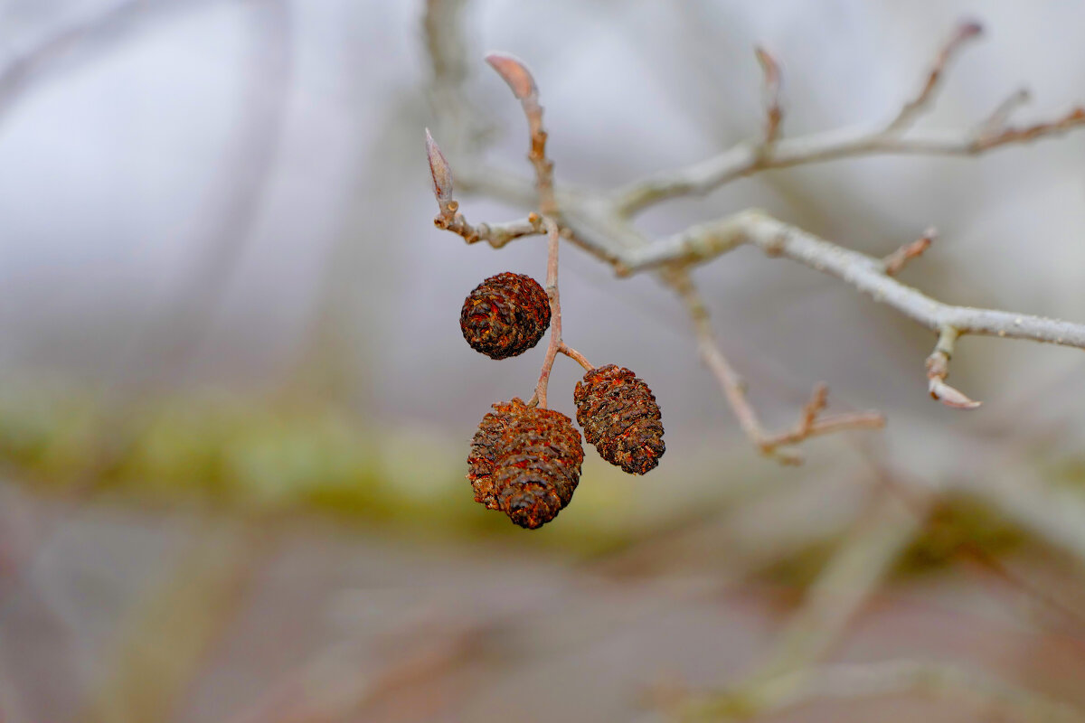 флора февраля 25 2 - Александр Прокудин флора февраля 25 2 - Александр Прокудин