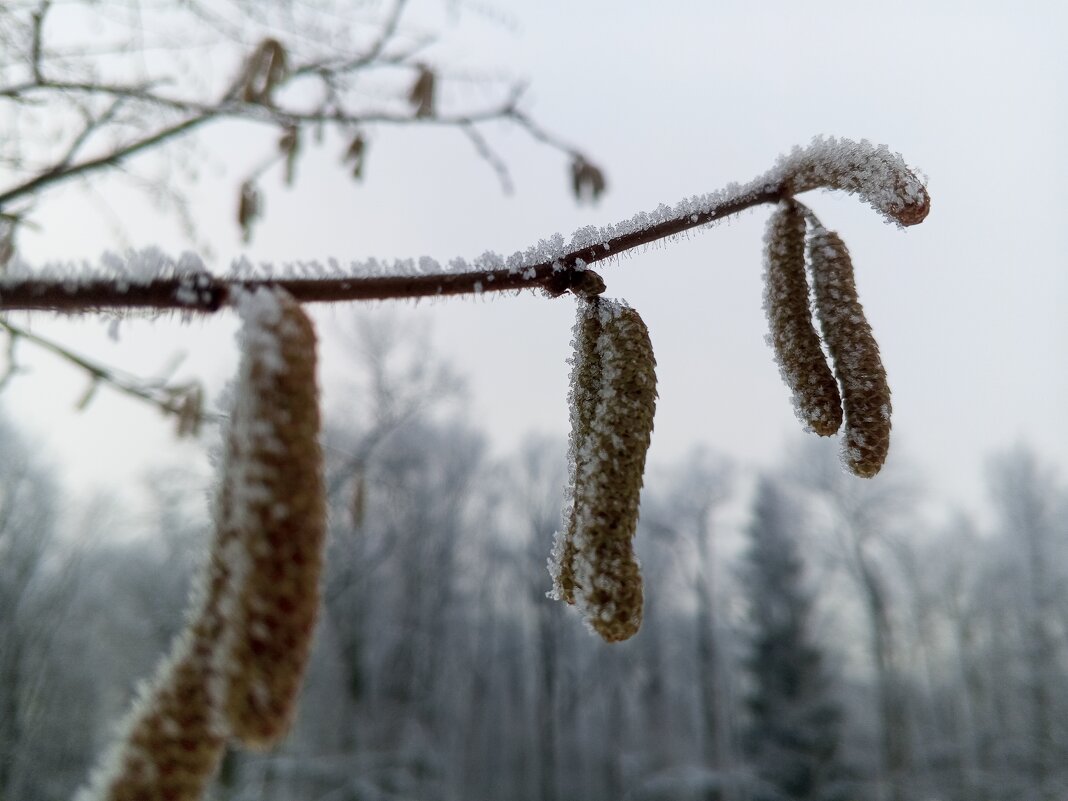 Орешник - Сапсан 