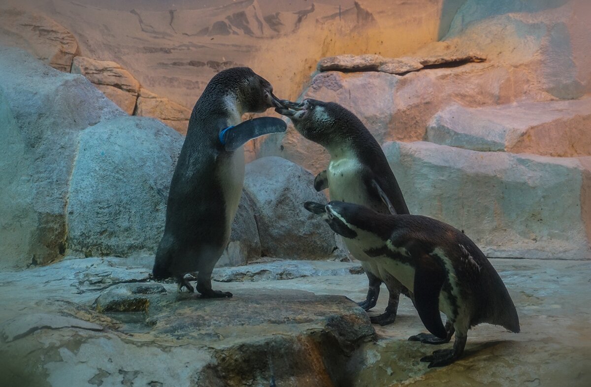 Третий лишний... - Ольга 