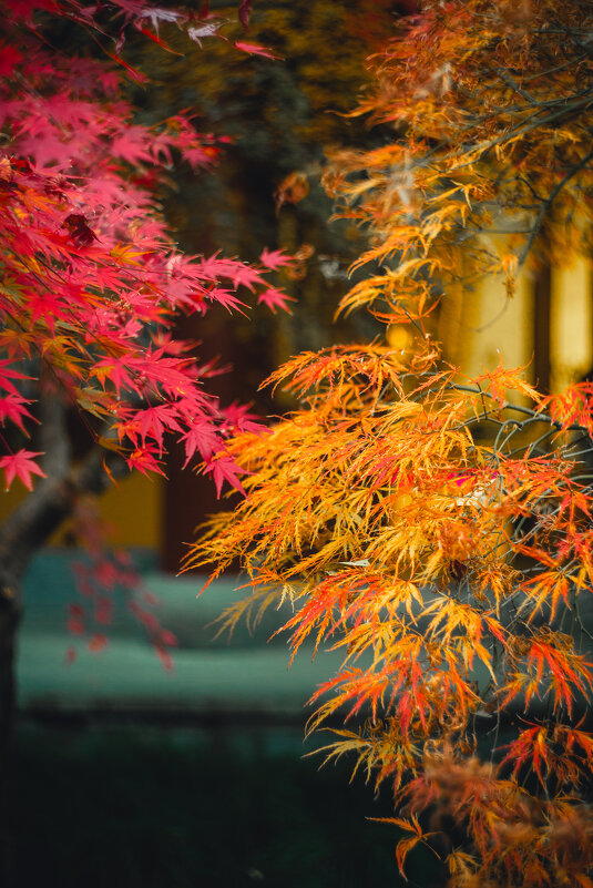 Осенние краски - Дмитрий 