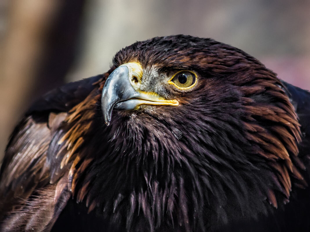 Беркут - SanSan 