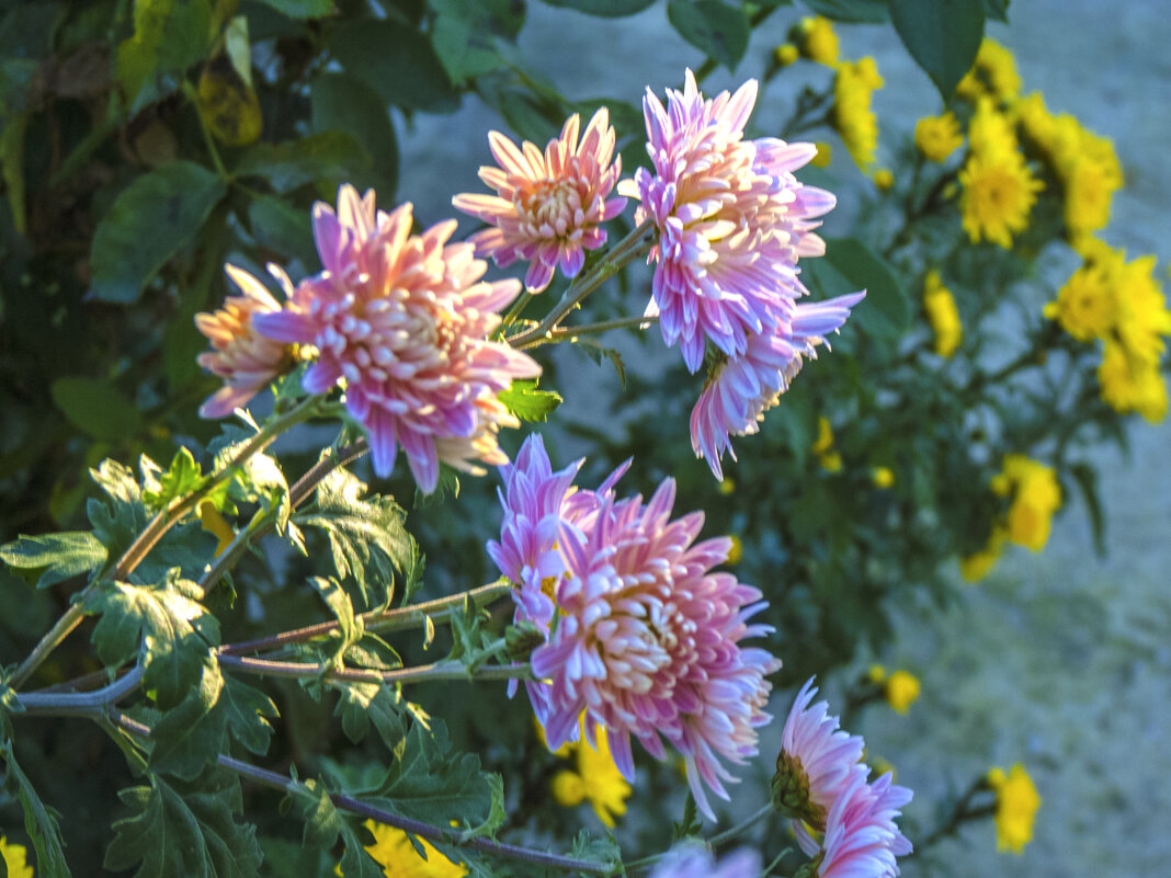 Хризантемы - Валентин Семчишин Хризантемы - Валентин Семчишин