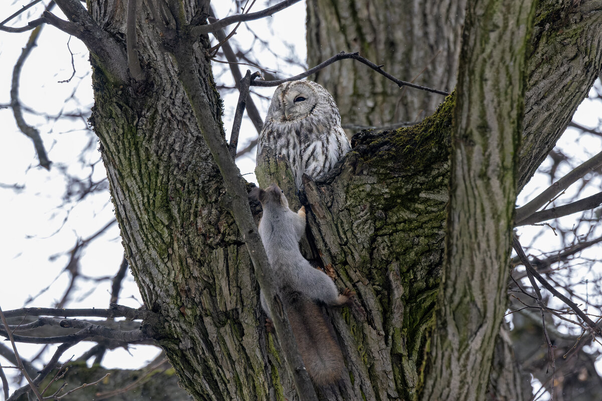 серая неясыть. - юрий макаров серая неясыть. - юрий макаров