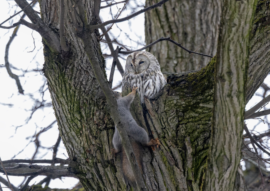 серая неясыть. - юрий макаров