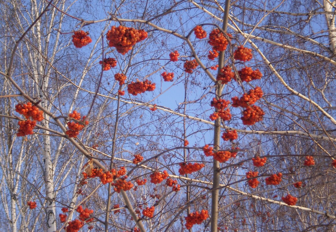 Зима. - Венера Чуйкова Зима. - Венера Чуйкова