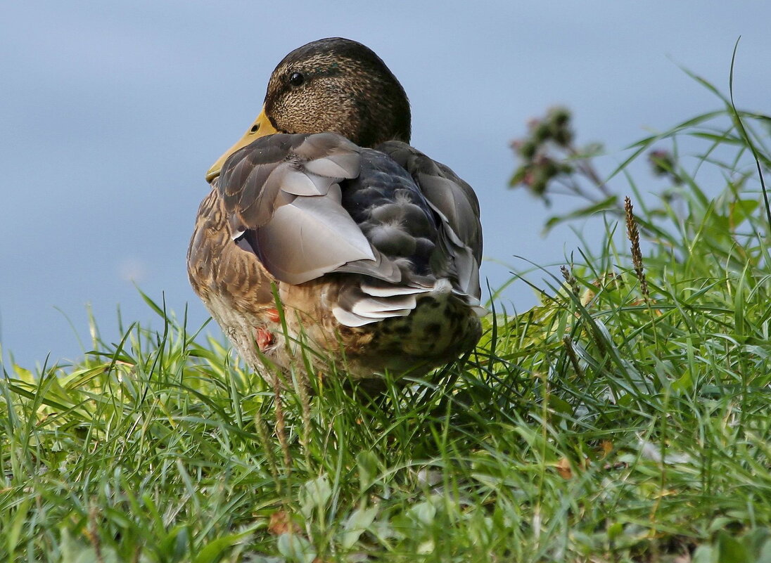 Осенняя - ZNatasha -