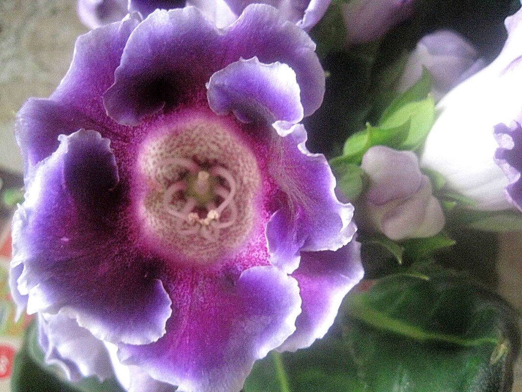 Глоксиния - Елена Семигина Глоксиния - Елена Семигина