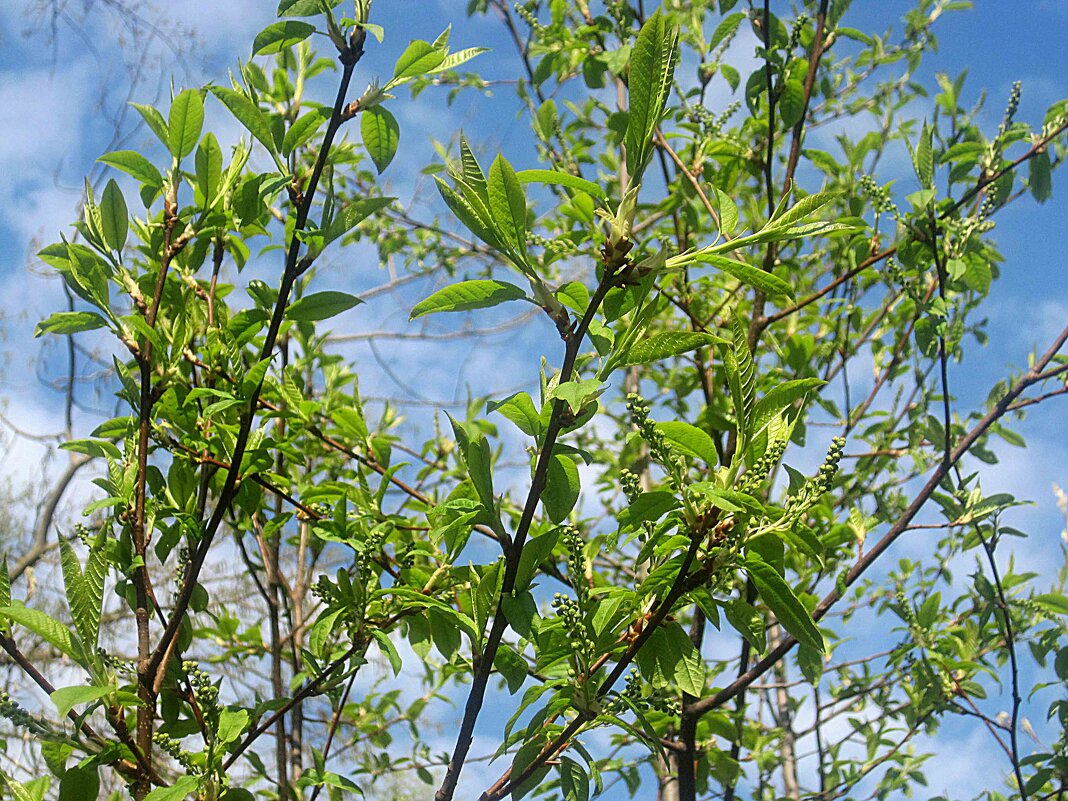 Весной - Елена Семигина Весной - Елена Семигина