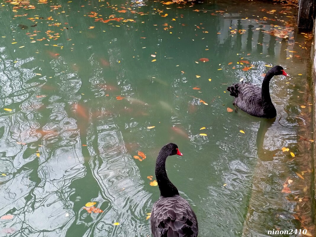 Адлер. Дендропарк "Южные культуры" - Нина Бутко Адлер. Дендропарк "Южные культуры" - Нина Бутко