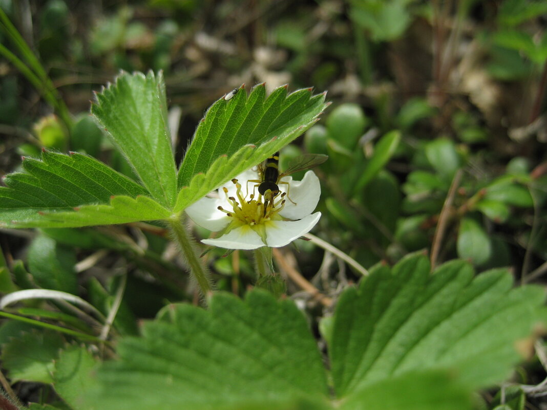 Затаилась - Anna Ivanova Затаилась - Anna Ivanova