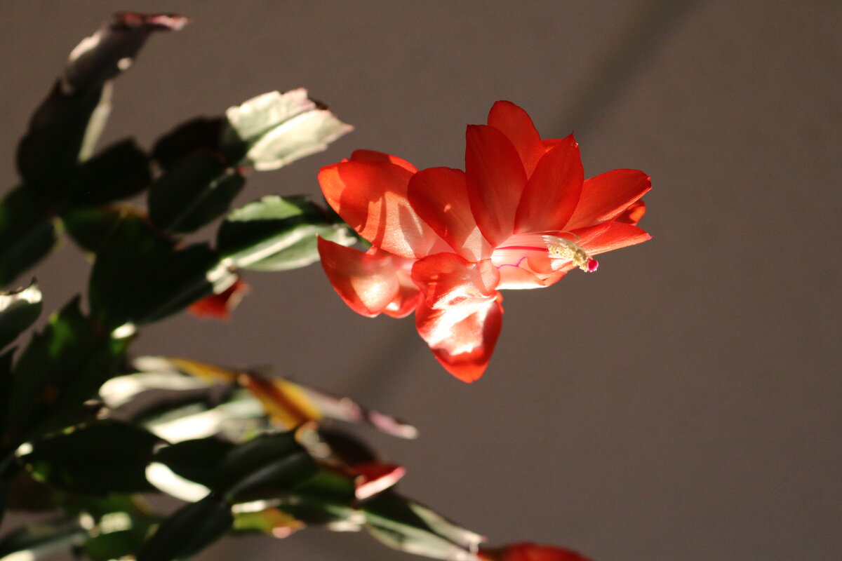 Декабрист - Ольга 