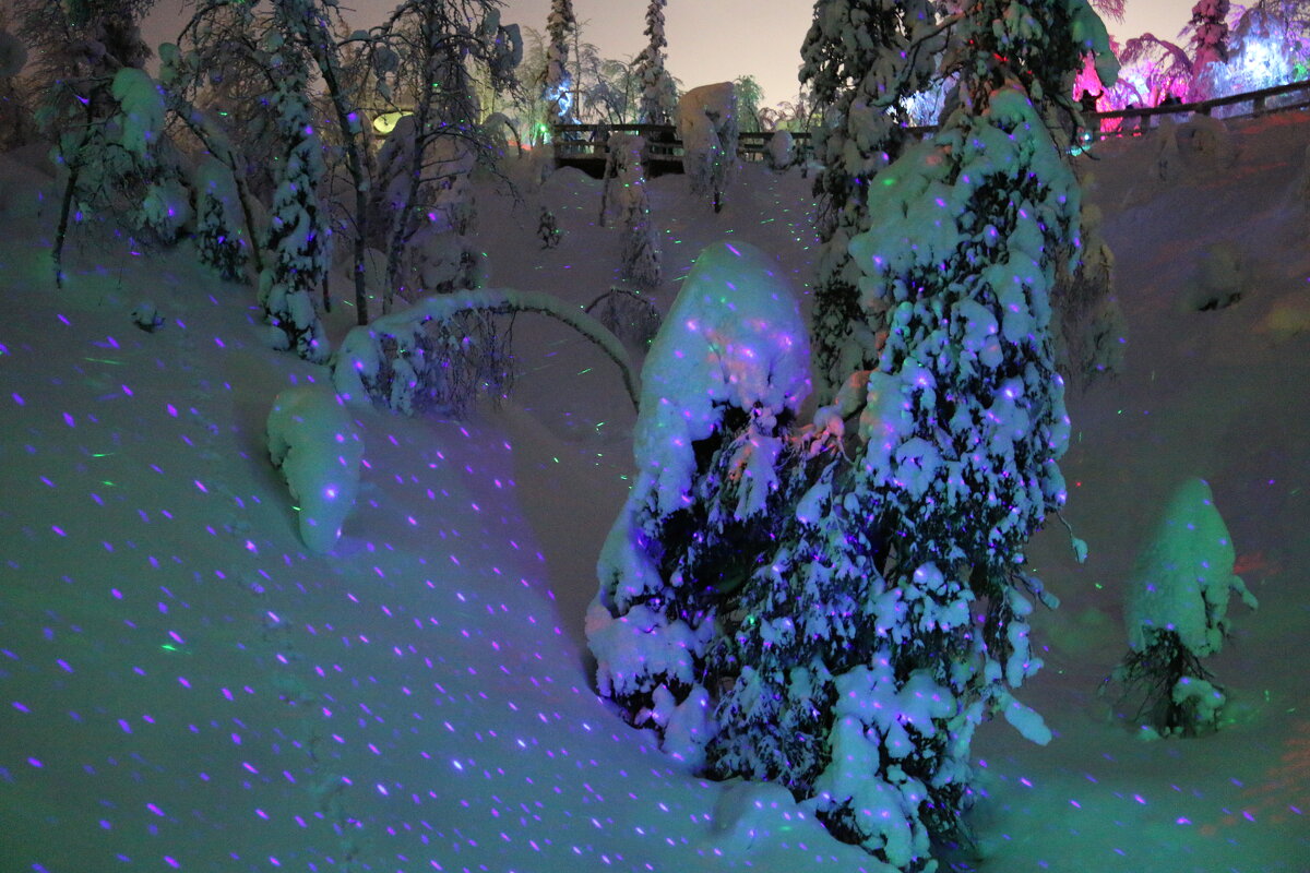 Прогулки по таинственному лесу - Ольга Прогулки по таинственному лесу - Ольга