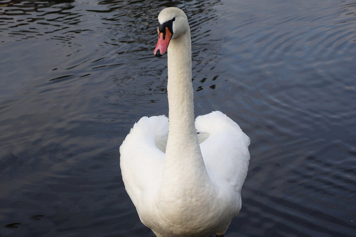 Белый лебедь на пруду - Рита Симонова