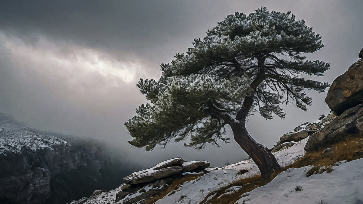 И на камнях растут деревья ... - Aleksey Afonin И на камнях растут деревья ... - Aleksey Afonin