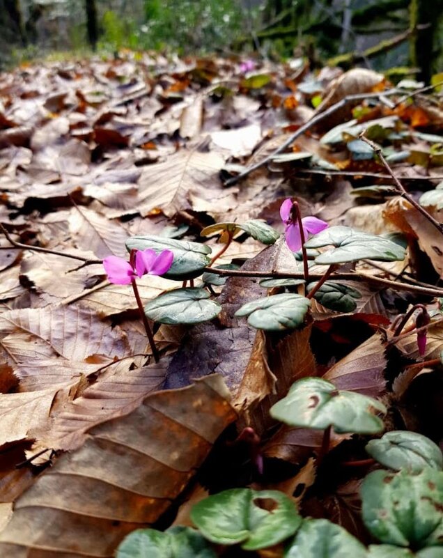 Январь в Сочи - Tata Wolf