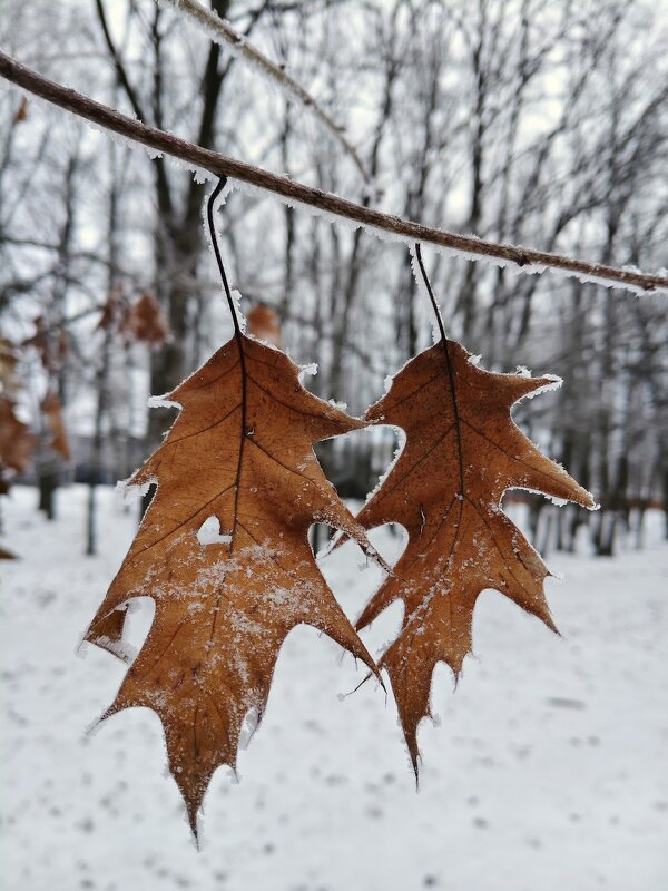 Парочка - Александр Кондаков