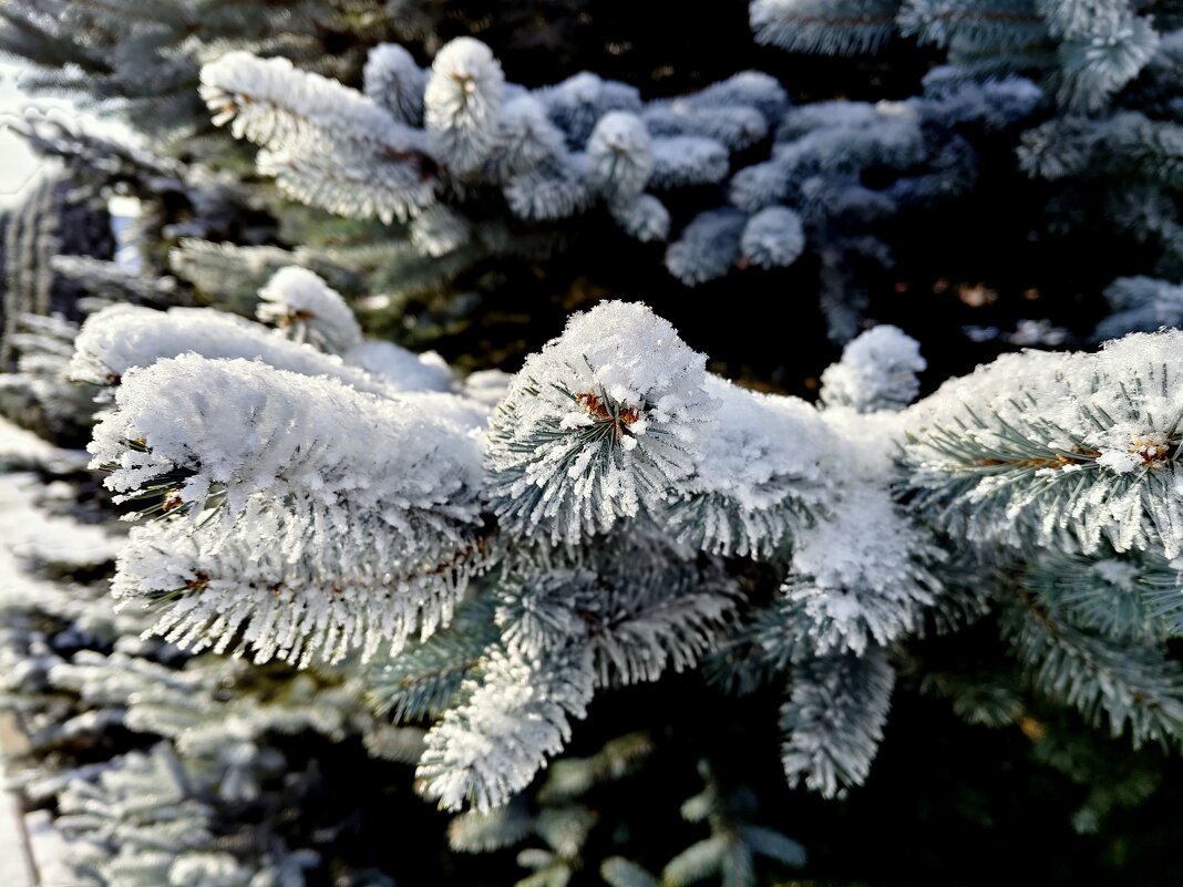 Лапа - Александр Кондаков Лапа - Александр Кондаков