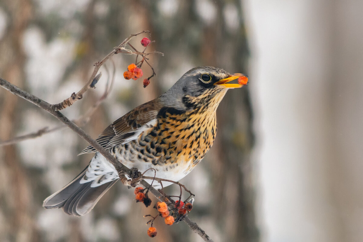 ***** - Виталий Емельянов