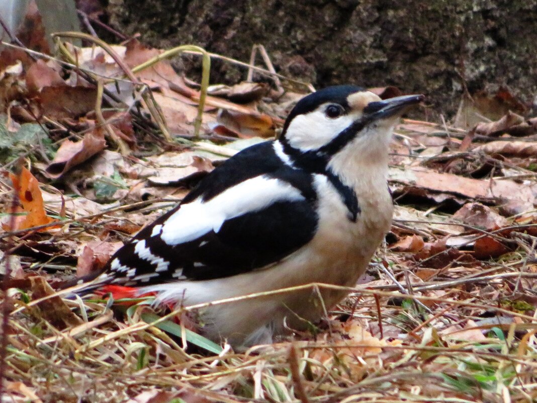 Спустился на землю - Андрей Снегерёв Спустился на землю - Андрей Снегерёв
